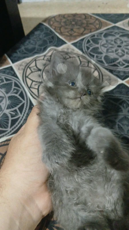 قطة صغيرة