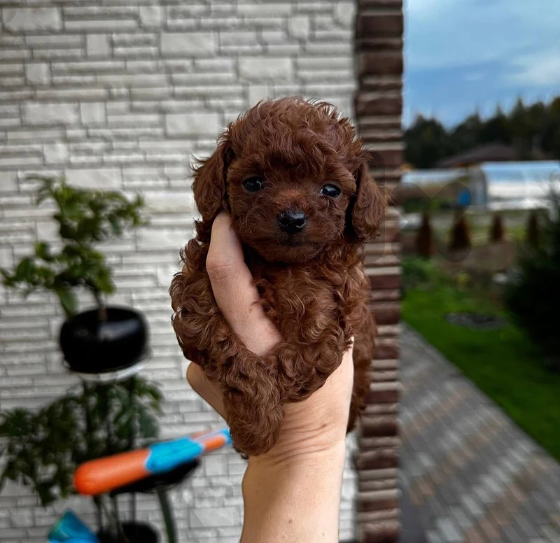 Toy Poodle available