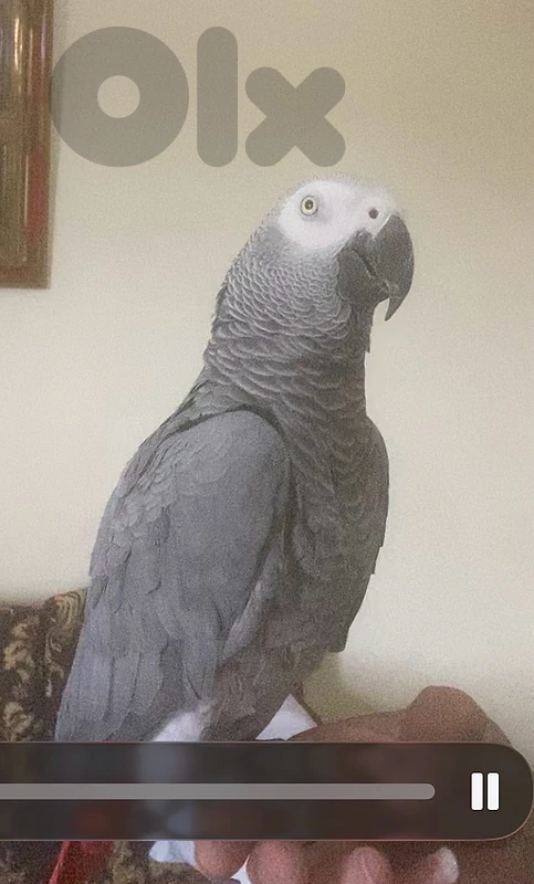 ببغاء كاسكو افريقي ابو جامبو
