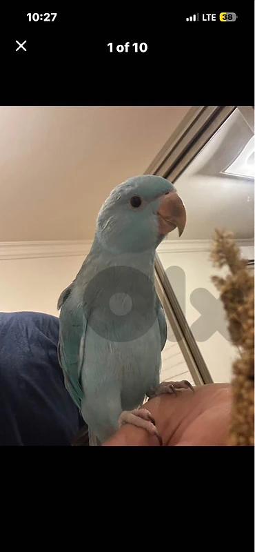 indian Ringneck Parrot | ببغاء درة هندي