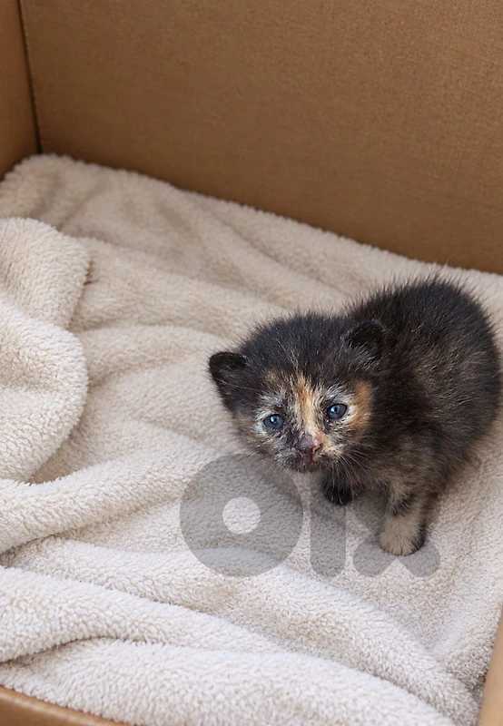 2 weeks old cute kitten