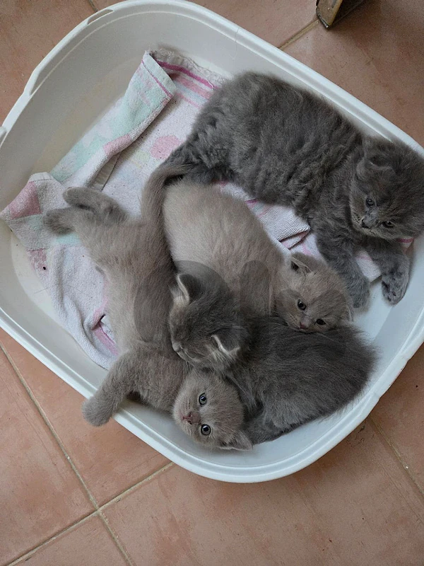 cute kittens