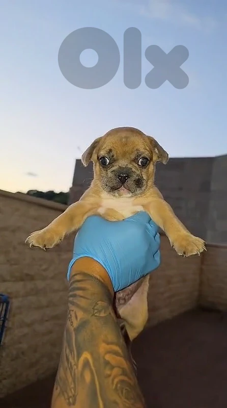 french bulldog