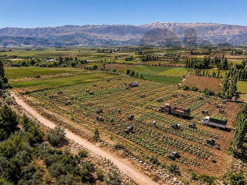 Land For Sale Bekaa | أرض زراعية في البقاع