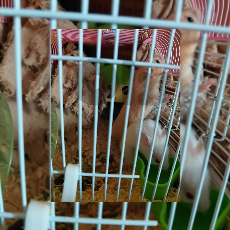 Hamster🐹