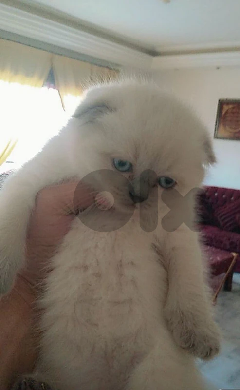 blue point male