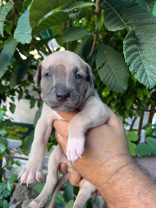 PITBULL FOR SALE