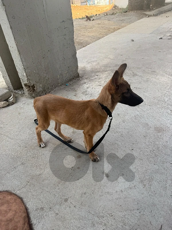 belgium malinois for sale❗️❗️