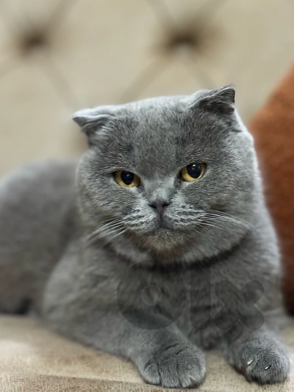 scottish fold