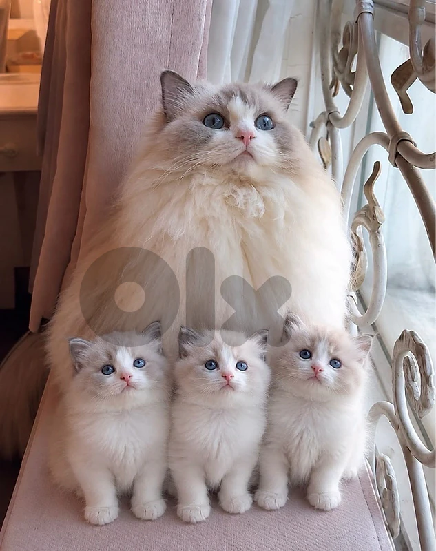 ragdol kitten للتواصل على الرقم 81686679