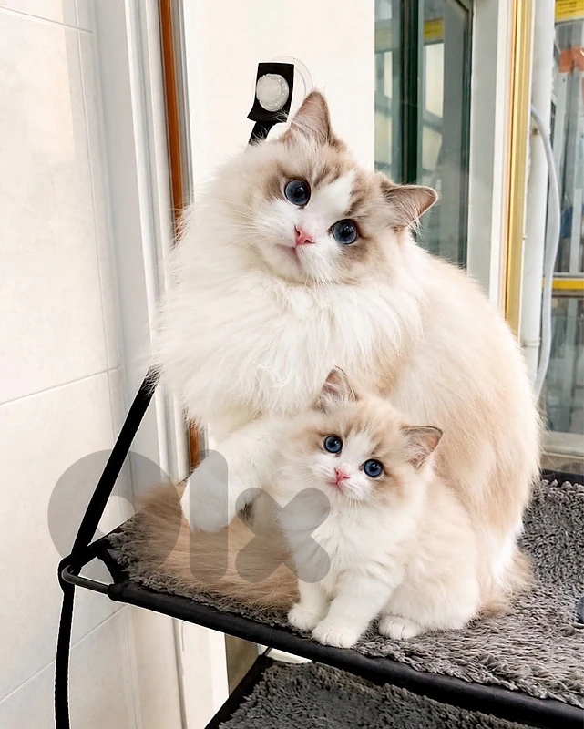 ragdol kitten للتواصل على الرقم 81686679