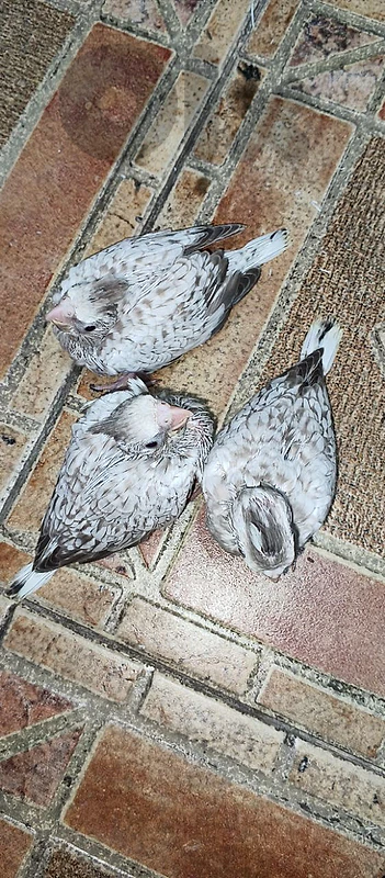 كروان ابيض مصبغ رمادي شي رائع  للتزقيم تفريخ منزلي