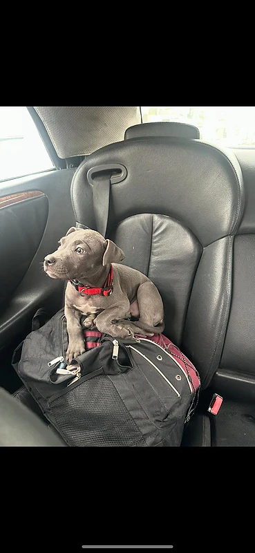 pitbull