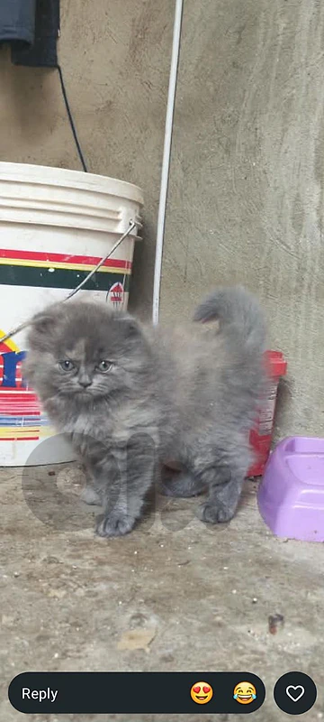 مشروع زريقه للسكن