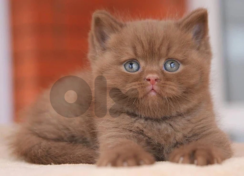 british chocolate & silver& gray  للحجز  التواصل على رقم  81686679