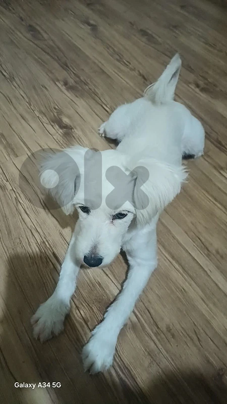 dog for adoption