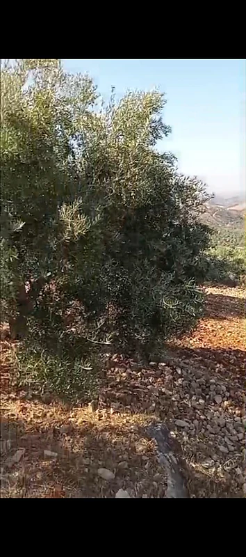 أرض للبيع في الجنوب حاصبيا الكفيرland for sale in hasbaya