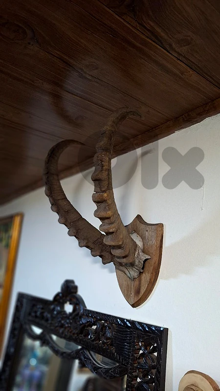 Rare 19th-Century Antique Alpine Ibex Horns (c. 1800s)
