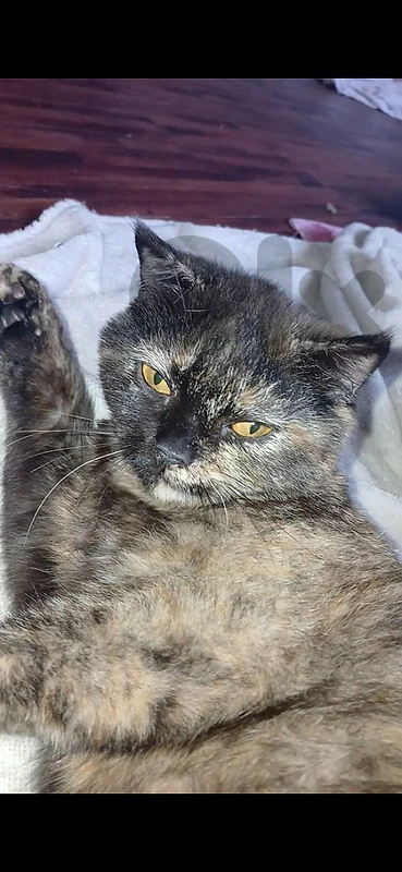 Kittens for adoption