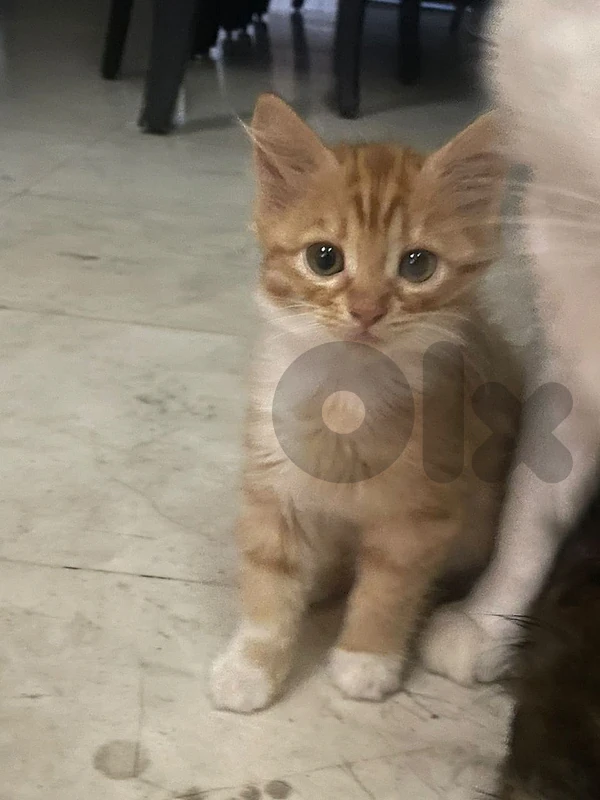 2 twin cats for adoption