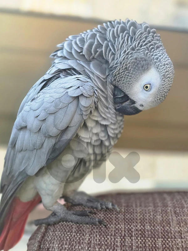 دوحة عرمون