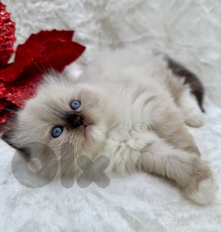 rugdoll kitten for sale