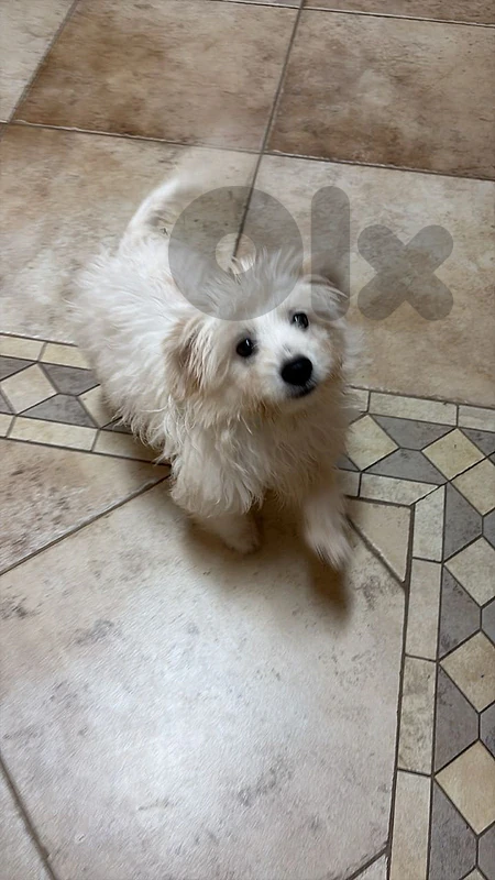 dog bichon white