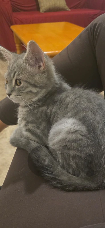 cat for adoption