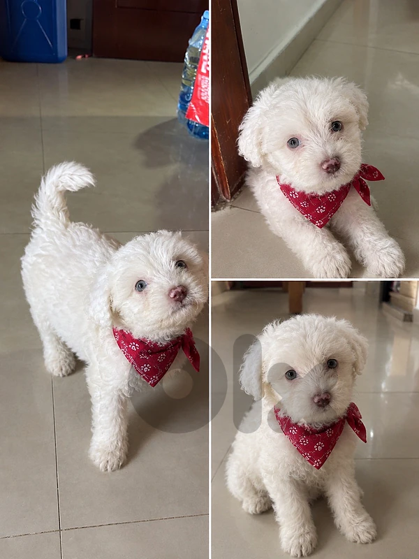 Maltipoo Puppy – Vaccinated