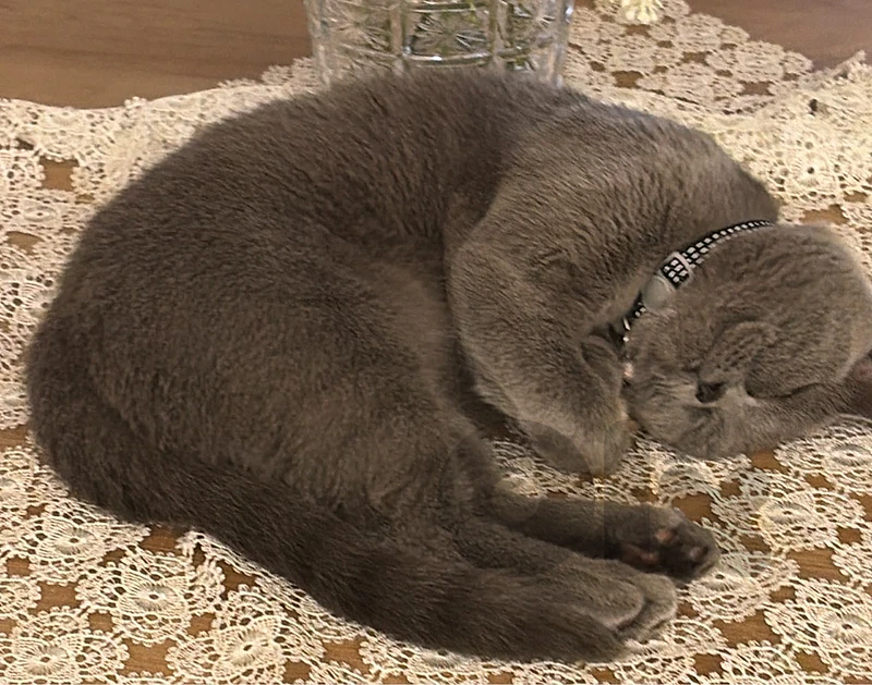 female british short hair 8 monthes cat