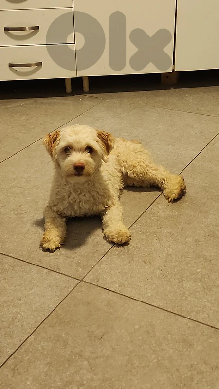 Dog for adoption