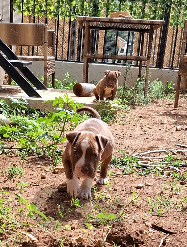 pitbull puppies