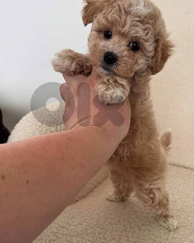 Sweetest Maltipoo puppies imported pure breed/Dog/Delivery/كلب