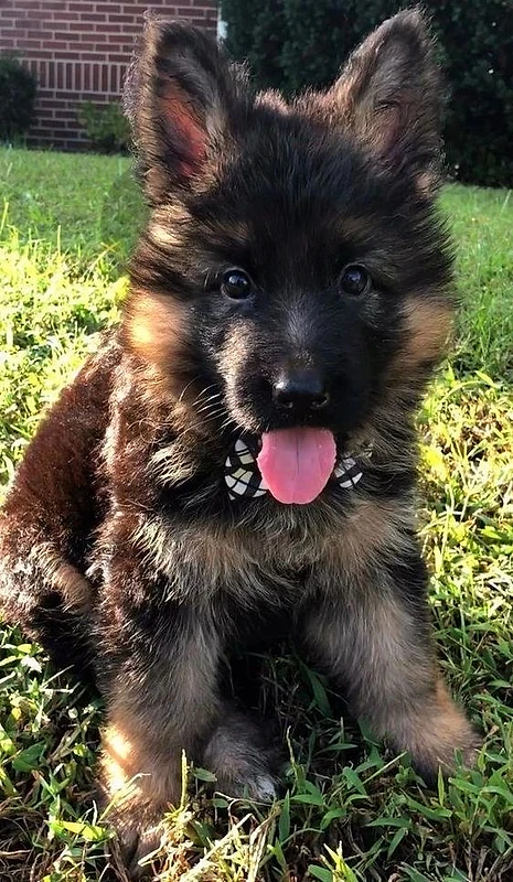 King size German Shepherd puppy long hair show line / Deliver