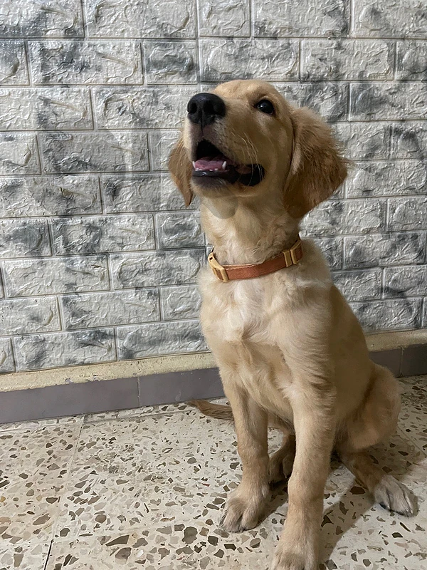 golden retriever for sale bil jnoub sour