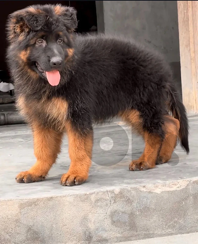 Protection & Family German Shepherd puppy available in store