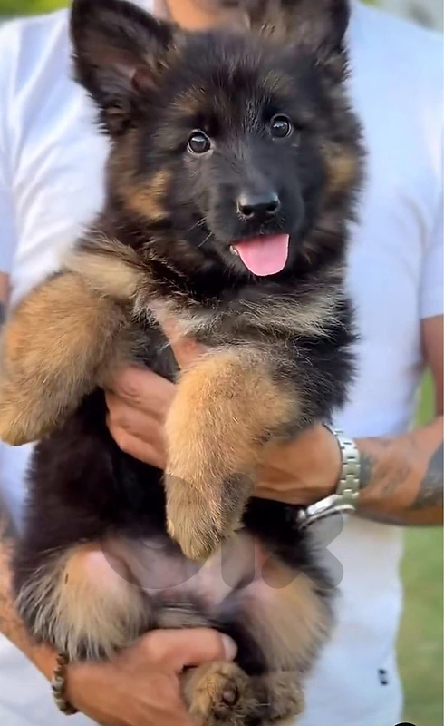 King Size Smart & protective German Shepherd Berger Allemand Dog كلب