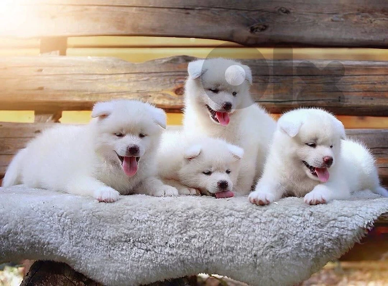 Pure White Japanese Akita puppies available in store & delivery