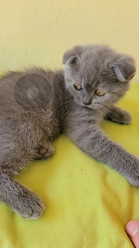 pure scottish fold kitten