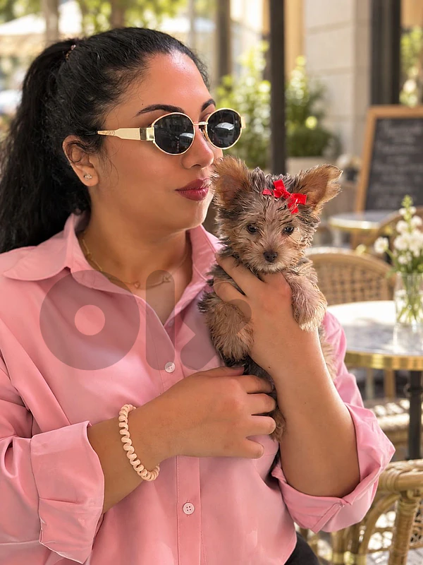 Rare Bleu Yorkshire Puppies Available in Store/Delivery 🐾✨️