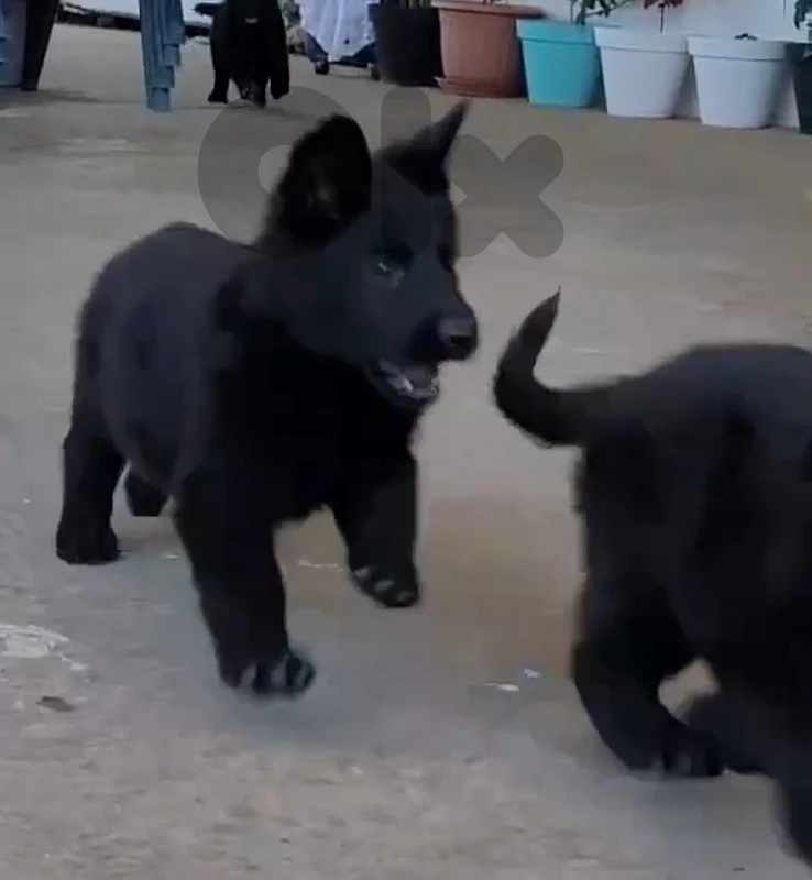 full black big size german gsd