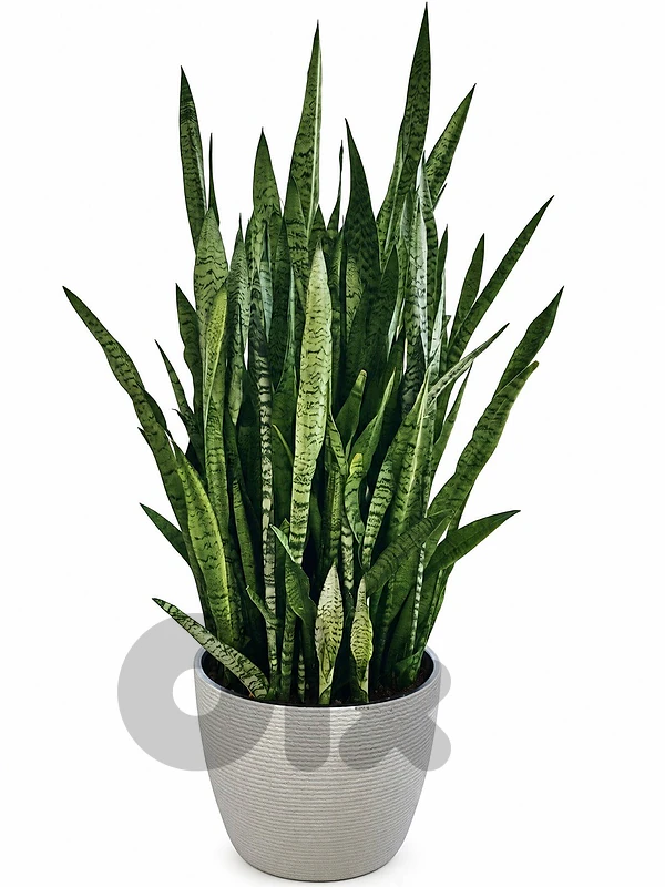 Sansevieria Zeylanica / snake plant