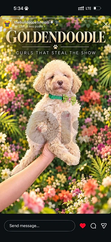 Mini Goldendoodle Puppy – Premium Quality