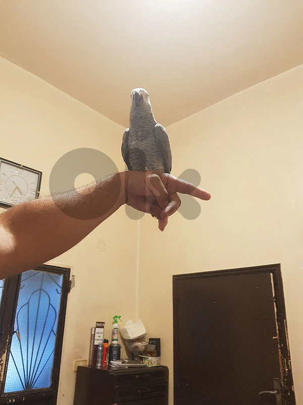 فراخ كاسكو  عين زيتونيه اول حكيو الحبه الكبيره باجورين