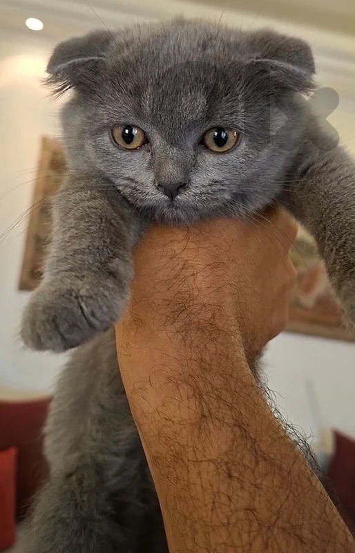 blue scottish fold  kitty age 70 days well trained litter box