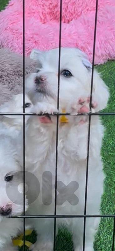 Cute Mini Bichon puppies pure white available in store