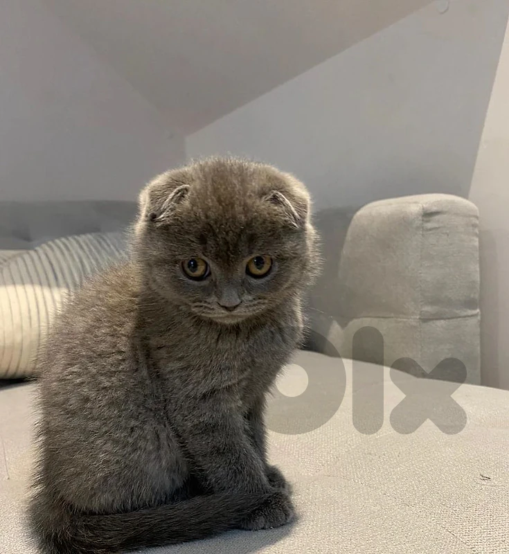 Scottish fold kittens and British