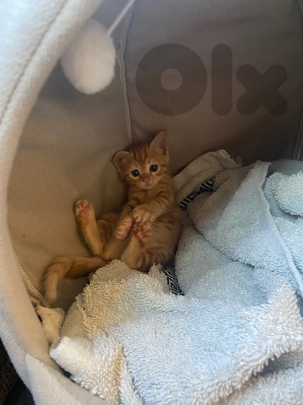 Stray kitten for Adoption