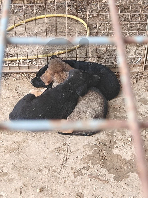Puppies for adoption German mix Golden