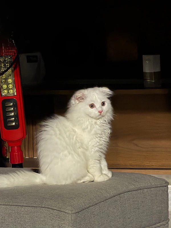scotish fold white kitten